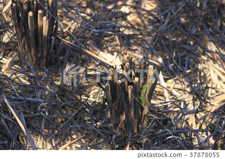 "Inago" appeared in the countryside after the slash and burn "Inago" appeared in the countryside after the slash and burn 37878055