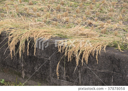 Rice harvest landscape 37878058