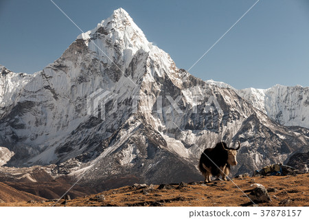 Nepalese landscape, Amadablam Nepalese landscape, Amadablam 37878157