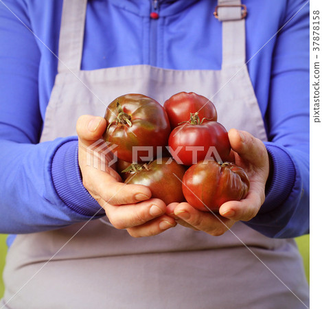 Fresh organic red tomato .Heirloom organic Fresh organic red tomato .Heirloom organic 37878158