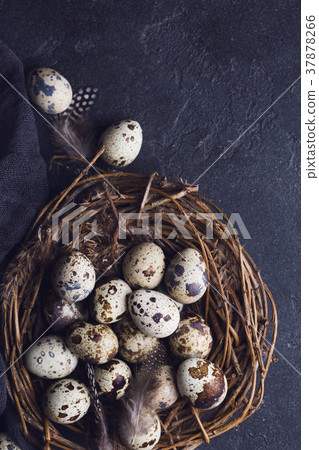 Quail eggs closeup Quail eggs closeup 37878266