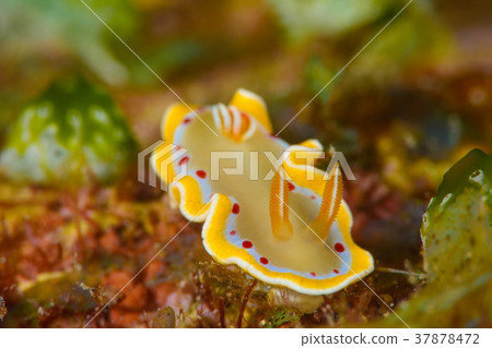 Akaten Iroyushi Akaten Iroyushi 37878472