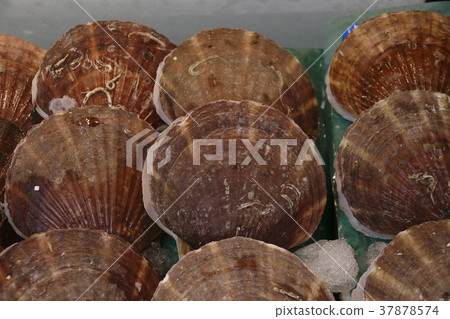 Scallops (scallops) Scallops (scallops) 37878574