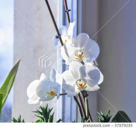 Blooming white orchid on window 37879285