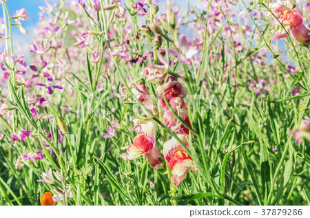 Colorful summer flowers in field Colorful summer flowers in field 37879286