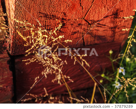 Summer grass at sunset Summer grass at sunset 37879289