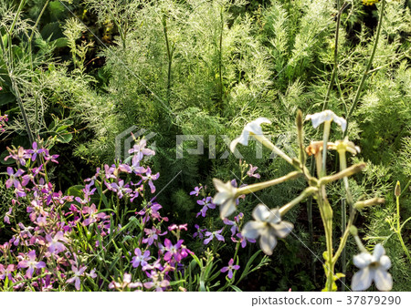 Dill and flowers in garden Dill and flowers in garden 37879290