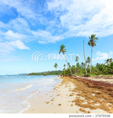 Vacation in Dominican Republic 37879506