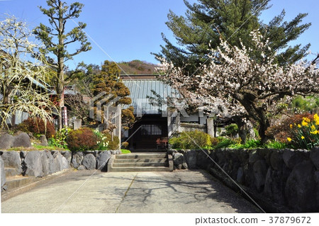 "Horen-ji Temple" in Suga no Sato plum blossoms in full bloom 37879672