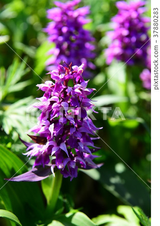 Hakusanchidori, a flower that blooms on Rebun Island 37880283