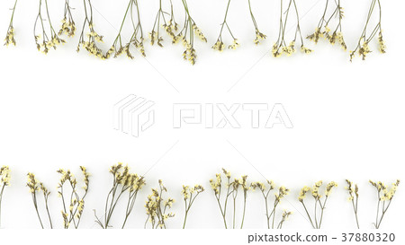 Yellow limonium caspia flowers on white 37880320