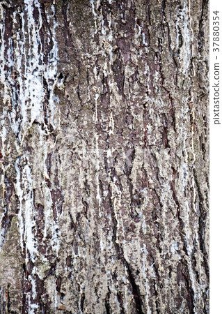 pine tree bark texture closeup pine tree bark texture closeup 37880354