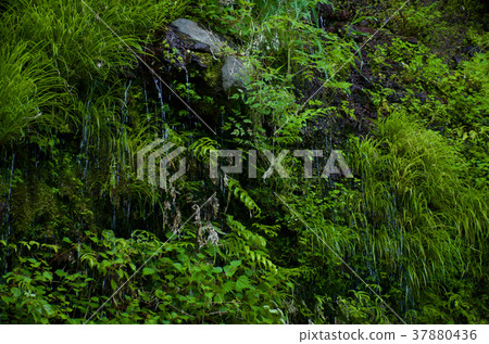 Spring water of Shiraito Falls, Shizuoka Prefecture 37880436