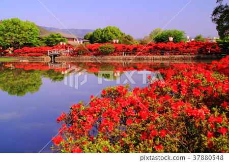 Azalea blooming in Nagaoka Tenmangu (Nagaokakyo city) Hachijo pond 37880548