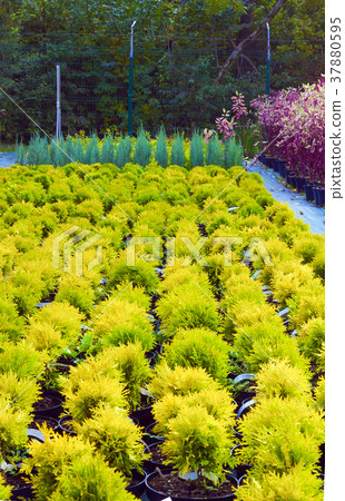 Many pots with Thuja occidentalis sold 37880595