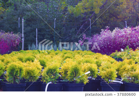 Many pots with Thuja occidentalis sold 37880600