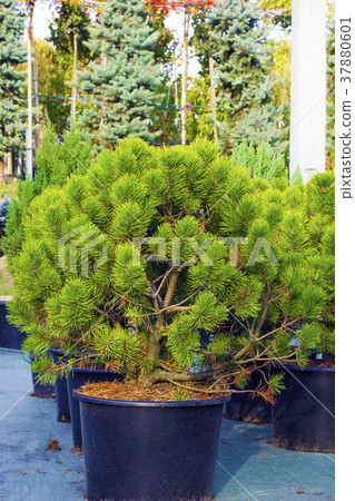 Small pine trees sold in black pots in garden 37880601