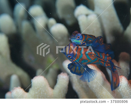 產卵茄子 37880806