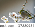 [Bird] White-eye and plum (21) 37880984