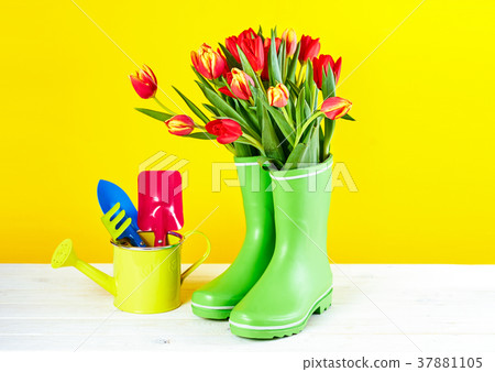 Red tulips in rubber boots 37881105