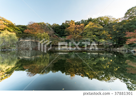 Autumn leaves of Wakayama castle Autumn leaves of Wakayama castle 37881301