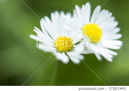 Pair of small white flower Bellis perennis. Daisy 37881445