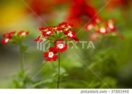Blurred red flowers Verbena hybrida in garden 37881448
