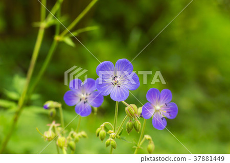 Violet flowers Geranium pratense, meadow geranium 37881449