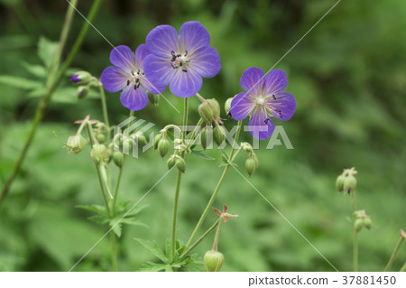 Violet flowers Geranium pratense, meadow geranium 37881450