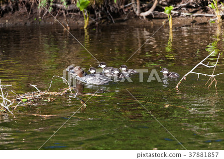 Common goldeneye female and ducklings 37881857
