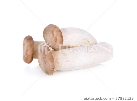 uncooked Eryngii mushroom or King oyster mushroom 37882122