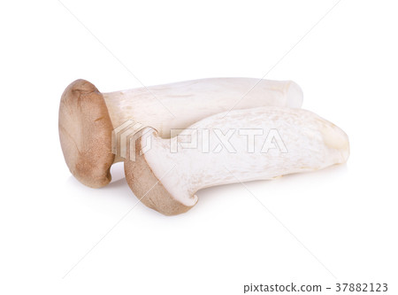 uncooked Eryngii mushroom or King oyster mushroom uncooked Eryngii mushroom or King oyster mushroom 37882123