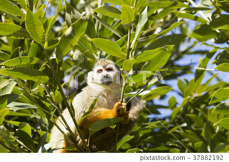 Omuta City zoo resort, 37882192