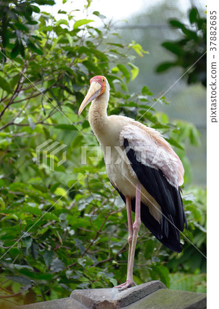 Yellow-billed stork 37882685