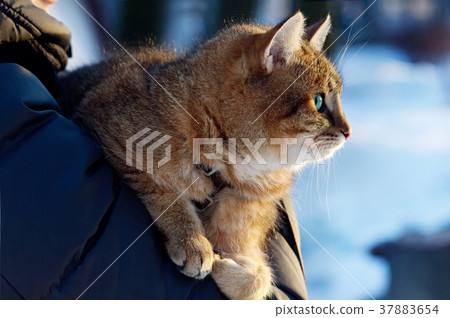 Fluffy red cat is in hands of its owner in winter. Fluffy red cat is in hands of its owner in winter. 37883654