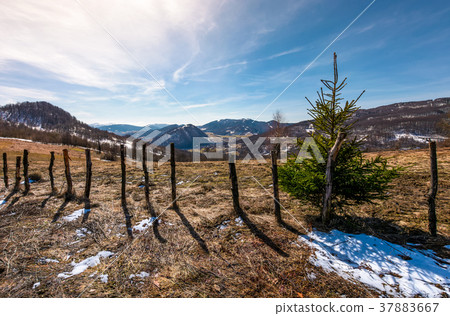 spruce tree on a hillside in springtime spruce tree on a hillside in springtime 37883667