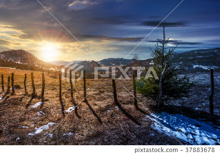time change concept spruce tree on a hillside 37883678
