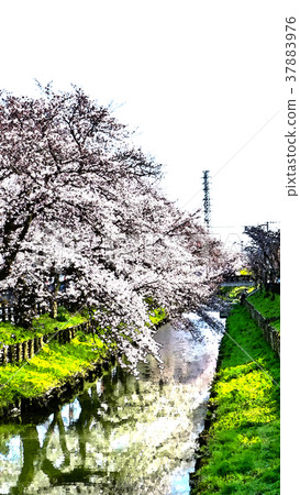 Cherry blossom season Cherry blossom season 37883976