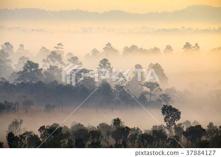 fog in morning sunrise at Thung Salang Luang 37884127