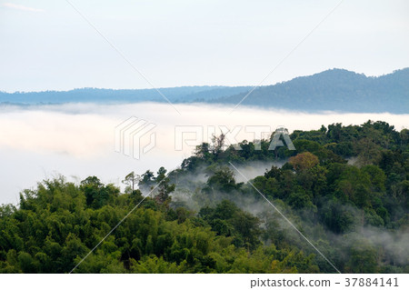Fog in forest with morning sunrise Fog in forest with morning sunrise 37884141