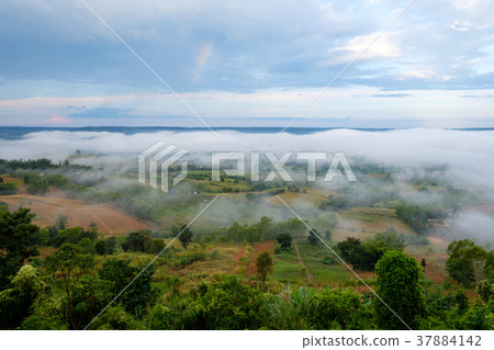Fog in forest with morning sunrise Fog in forest with morning sunrise 37884142