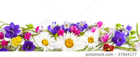 Chamomile and Violet isolated on white background 37884177