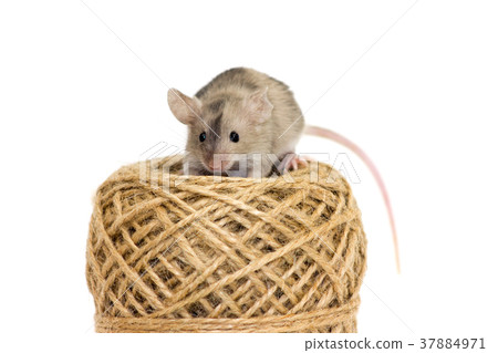 Cute decorative mouse Cute decorative mouse 37884971