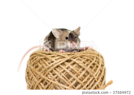 Cute decorative mouse Cute decorative mouse 37884972