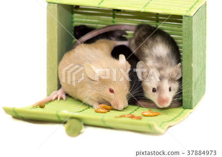 Three decorative mice Three decorative mice 37884973