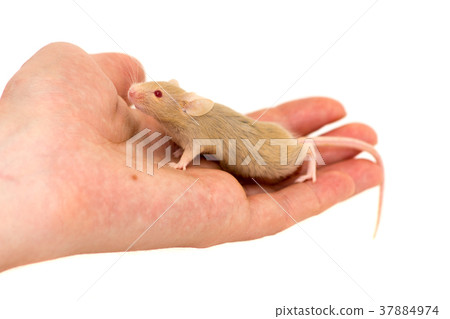Cute decorative mouse Cute decorative mouse 37884974