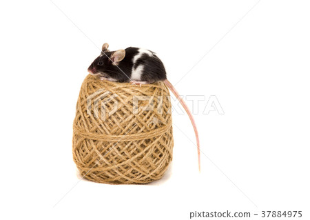 Cute decorative mouse Cute decorative mouse 37884975