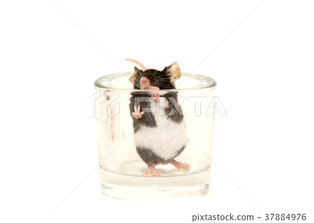 Cute decorative mouse Cute decorative mouse 37884976