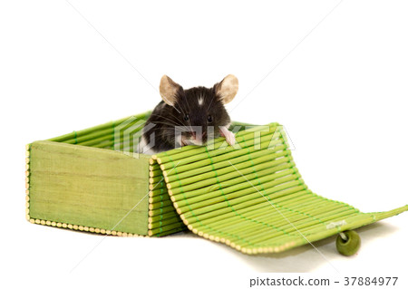 Cute decorative mouse Cute decorative mouse 37884977