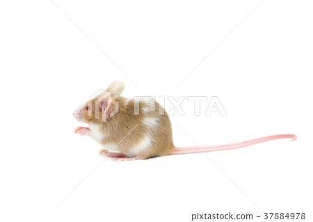 Cute decorative mouse Cute decorative mouse 37884978